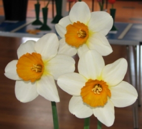 The spring show