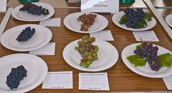 Grapes
