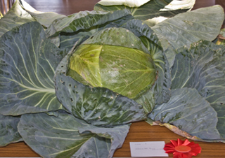 Heaviest cabbage