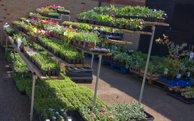 Our range of plants