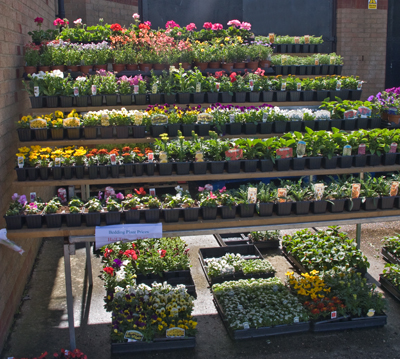 Bedding plants