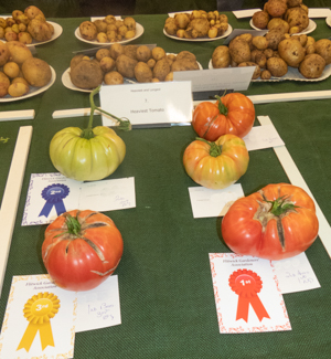 Tomatoes