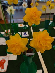 Daffodils