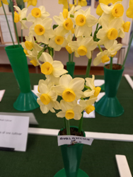 Daffodils