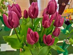 Tulips