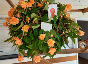 Hanging baskets